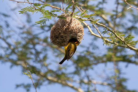 Cape Weaver on nest