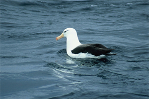 Black-browed Albatross - Copyright Tony Coatsworth/Gina Jones