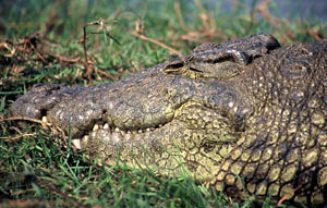 Nile Crocodile - Copyright Tony Coatsworth/Gina Jones 2002
