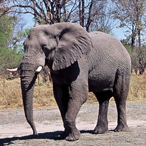 Elephant - Copyright Tony Coatsworth/Gina Jones 2002