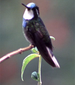 Mountain Gem Hummingbird - Copyright Tony Coatsworth/Gina Jones 2003