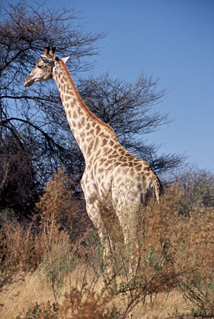 Giraffe - Copyright Tony Coatsworth/Gina Jones 2002