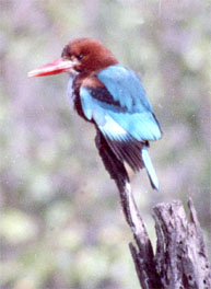 White-throated Kingfisher - copyright Tony Coatsworth
