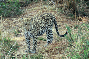 Leopard - Copyright Tony Coatsworth/Gina Jones