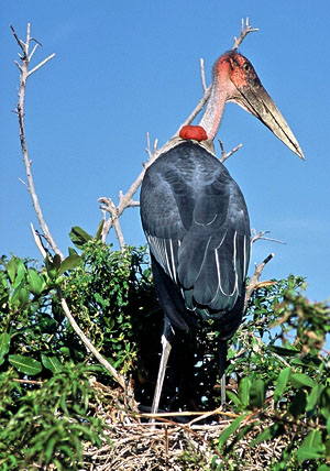 Marabou Stork - Copyright Tony Coatsworth/Gina Jones 2002
