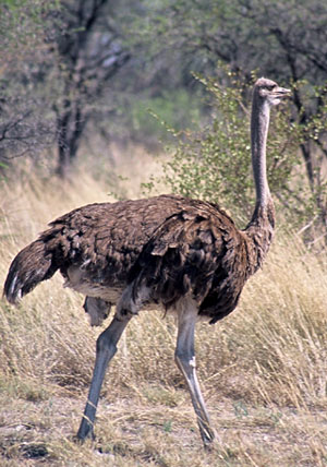 Ostrich - Copyright Tony Coatsworth/Gina Jones 2002