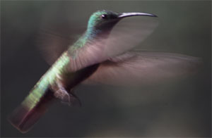Rufous-tailed Hummingbird - Copyright Tony Coatsworth/Gina Jones 2003