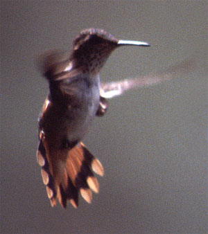 Scintillant Hummingbird - Copyright Tony Coatsworth/Gina Jones 2003