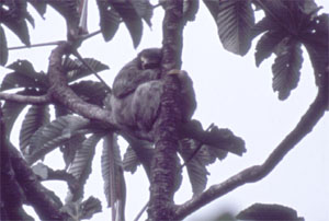 Three-toed Sloth - Copyright Tony Coatsworth/Gina Jones 2003
