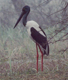 Black-necked Stork - copyright Tony Coatsworth