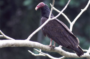 Turkey Vulture - Copyright Tony Coatsworth/Gina Jones 2003