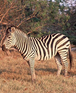 Zebra - Copyright Tony Coatsworth/Gina Jones 2002